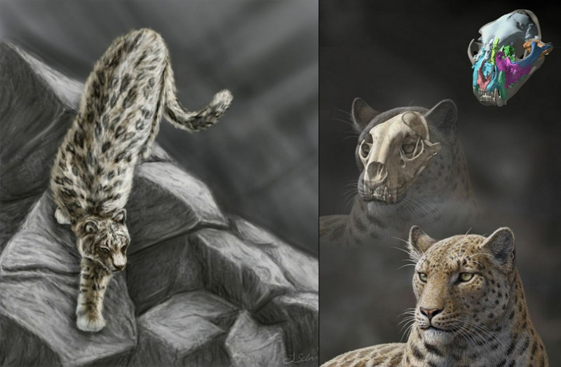Illustration for article titled The world's first big cats came from Asia, not Africa